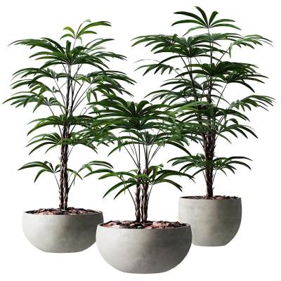 现代植物盆栽-17